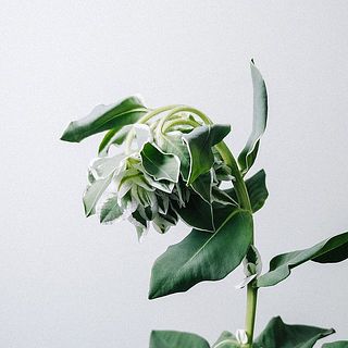 初雪草
