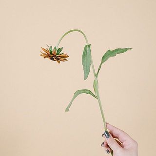ルドベキアは水が下がりやすいので、届いたら水揚げを忘れずに