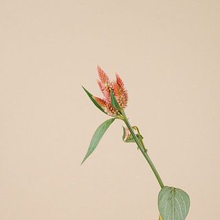 ケイトウ「セルウェイオレンジ」