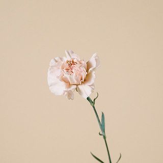 カーネーション「キャラメル」