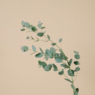 ユーカリの枝先にある新芽は変色してしまう事がございます。ご了承ください。