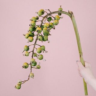 1本でもかなり重量があり、存在感のある花材です！