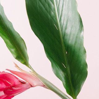 葉は配送中に穴が空いていたり、亀裂が入ることがございます。ご了承ください。