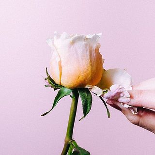  バラの外側の花びらは傷が付いていることも。内側を守る役割のため、そのままお届けします。気になる場合は優しく取ってあげてください。 