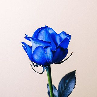 バラは染色しているため、花瓶の水の色が青くなることも。染色剤が手に付いてしまったら、石鹸で洗うと落ちますのでご安心を。⚠服に付かないようご注意ください