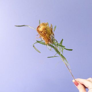 海外からの輸入品ですので配送中に少し潰れてしまっている状態で入荷しておりますが、品質に問題はありません。