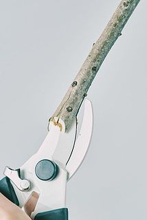 十字に切れ込みを入れるのも簡単。