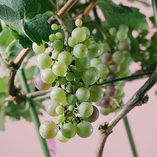 一部色付いています。