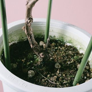 土には違う植物がいる場合がございます。根本から抜き取りましょう。