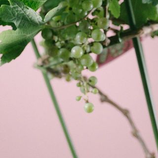 実のつき方には個体差がございます。