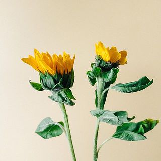 ひまわりの葉は変色します。お届けしましたら取り除いてください。