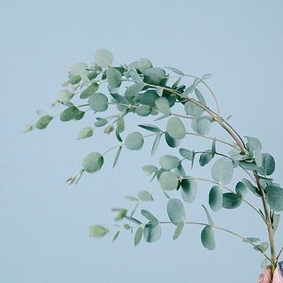 ユーカリの新芽は変色します。気になる場合は切り取ってください。