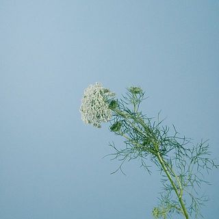 レースフラワーには個体差がございます。