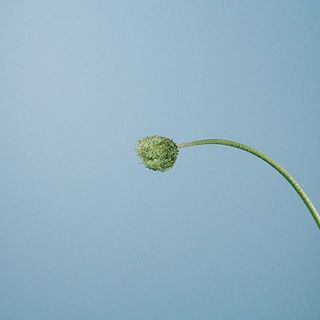 ガーベラ「フワフワ」