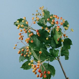 コンパクターの色付きには個体差がございます。