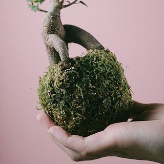 苔玉仕立てがお洒落
