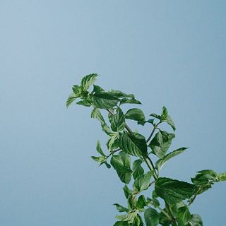 ミントのいい香り