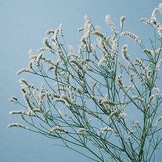 スターチスは個体差がございます。
