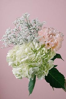 紫陽花はしっかりお手入れをしましょう。読みものを参考にしてみて。