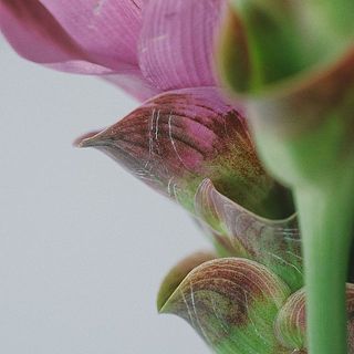 苞の外側にキズがついていることがあります。