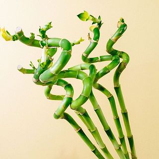 お部屋のインテリアにぴったり。