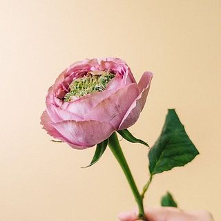 花びらが繊細なため、一部茶色く変色していることも。気になる場合はやさしく取り除いてください。