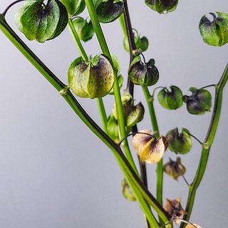ほおずきの下の方の実は茶色くなっています。