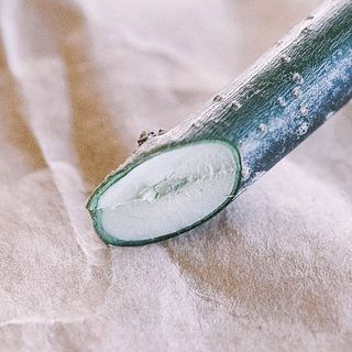専用のハサミを使ってみてほしい理由がこれ！断面を潰さずきれいに切れるから、お花が水を吸い上げやすくなります。切花を長持ちさせるなら、マストアイテムです。