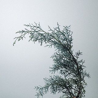 香りに癒されて🌿