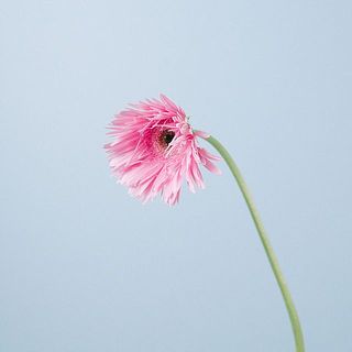 ガーベラの特性でおじぎしている花もありますが品質に問題はありません。紙できゅっと巻いてから水揚げしてみて。