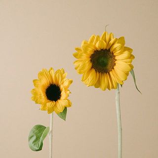 通常の大きさの半分程のミニサイズです