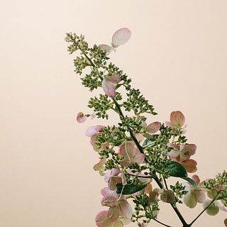 ノリウツギはドライ具合が進んで入荷しています。ご了承ください。