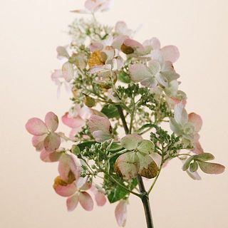 花びらのような部分は実はガク。その部分は一部変色していることも。気になる場合は間引いてあげてください。