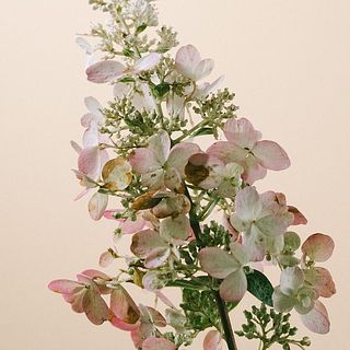 ノリウツギの特性例