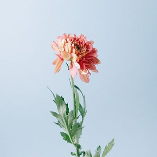 マム「タンボーラ」