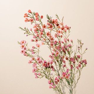 ワックスフラワーはテラコッタ色に染めています。染料が衣類や家具につくと取れない可能性もあるのでご注意ください。