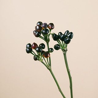 コニカルの色味には個体差がございます。