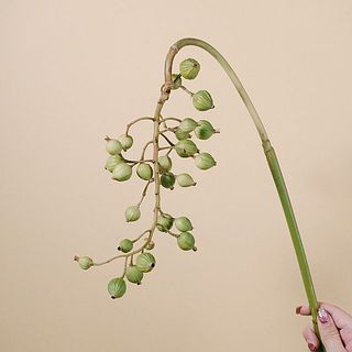 月桃の実の色味には個体差がございます。