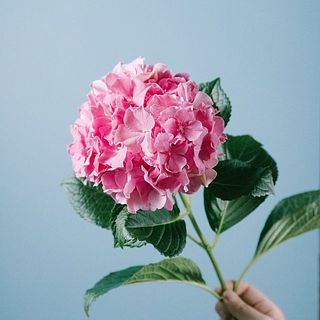 色味には個体差がございます。少し緑色が入っていることも💘