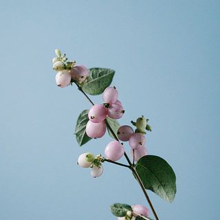 シンフォリカルポスは配送中に実が落ちてしまうことも。また、葉には傷がついている場合がございます。ご了承ください。