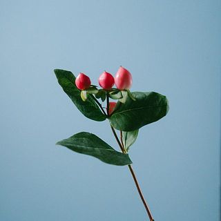 ヒペリカムには個体差がございます。