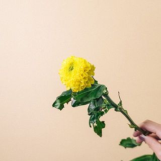 高温障害でマムの中心が緑色になっている場合もあります。日保ちの影響はございません。
