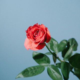 バラ「ブラックティー」