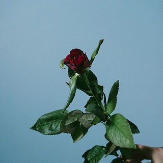 バラ「ブラックバッカラ」