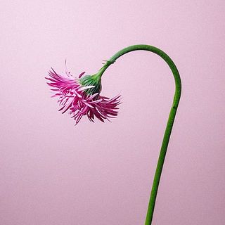 ガーベラは茎が曲がっていることも。個体差のため品質には問題ありません。
