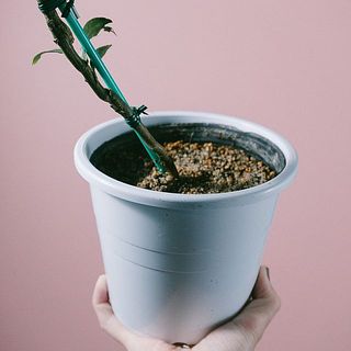 砂土でお届けします。植え替える際は柑橘の土壌で問題ございません。