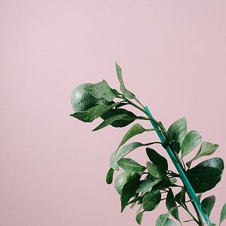 実のつき方には個体差がございます。