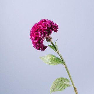 ケイトウの花首の黒い粒は種です。気になる場合は取り除いてあげましょう。