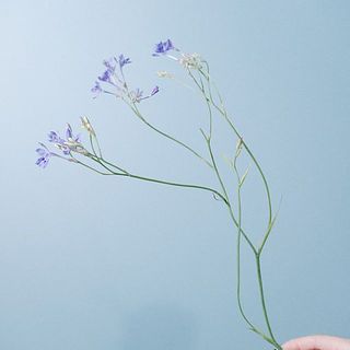 枝ぶりには個体差があります。予めご了承ください。