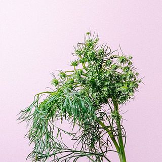 もしゃもしゃなグリーンミスト。風合いを楽しんで。